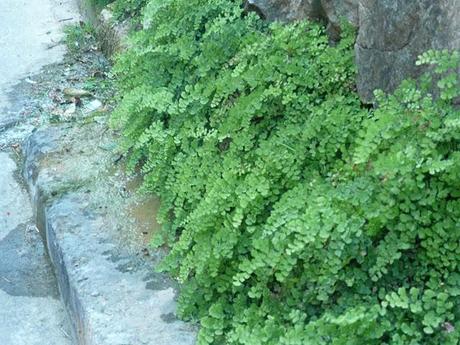 capelvenere e asplenium naturalizzate nelle cascate della Sardegna