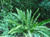 capelvenere asplenium naturalizzate nelle cascate della Sardegna