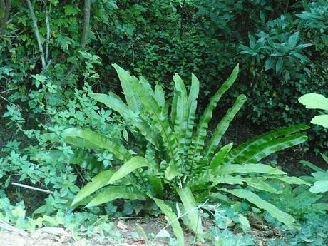 capelvenere e asplenium naturalizzate nelle cascate della Sardegna