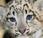 ambientalisti oppongono alla caccia "scientifica" leopardo delle nevi
