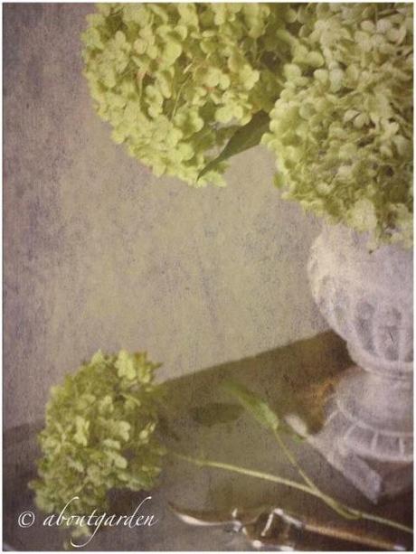 Hydrangea: Annabelle e le altre – 2