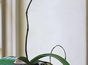 L’orchidea piante “indistruttibili”