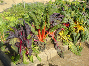 Beta vulgaris_varietà ornamentale Bieta