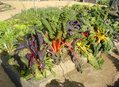Beta vulgaris_varietà ornamentale di Bieta