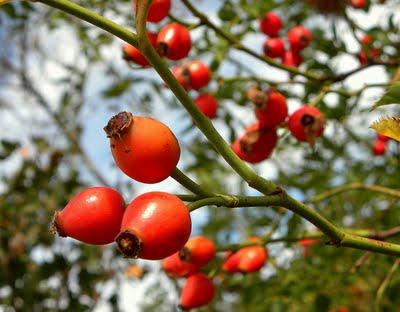 LA ROSA CANINA E IL TAGETE