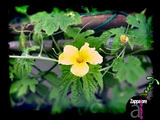 Zappatore a Tokyo_ blog nuova collaborazione