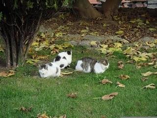 Roba da gatti: i gatti di Istanbul.