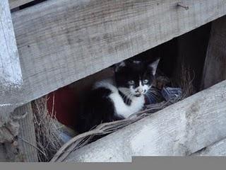 Roba da gatti: i gatti di Istanbul.