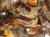 COZZE della CASTA casa. Prendiamo esempio Belgio: nessun Governo Paese continua