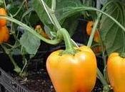 Cous cous pollo, peperoni e..._ menù turistico