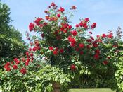 Rimedi della Nonna cura delle Rose