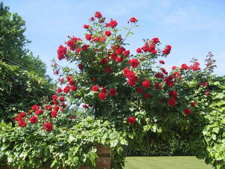 I Rimedi della Nonna per la cura delle Rose