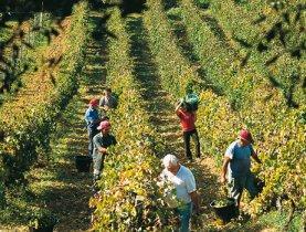 Vendemmia 2011, primi bilanci