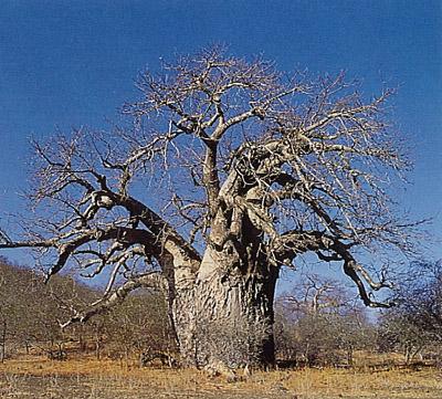 BAOBAB_clip_image001