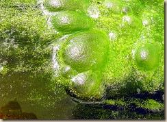 alghe_biocarburante_algae_biofuel
