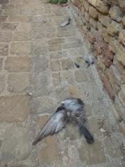 piccione morto.jpg