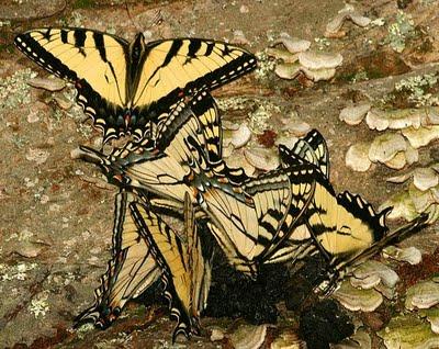 farfalla ibrido Appalachian tiger swallowtail