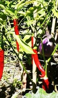 Peperoncini in mostra