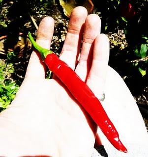 Peperoncini in mostra