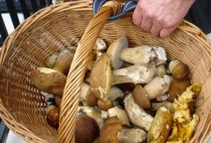 funghi, cesto