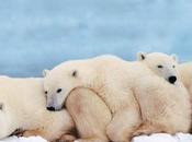 Come altri, orso compagnone?