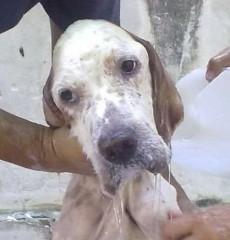 cane Tao, cane abbandonato, tao ti amo, tao tra i rifiuti, emozioni,