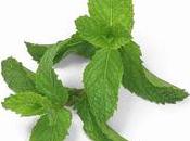 Zuppa estiva alla menta