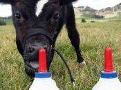 Uenuku Richie McCow dice ‘Sayonara’ Kirwan-san