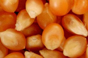 Intolleranza al glutine