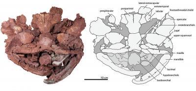 Laccognathus embryi pesce predatore devoniano