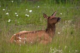 Canada 2011 - seconda parte - Animals