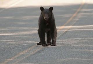 Canada 2011 - seconda parte - Animals