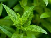 Ricette Della Nonna: Rigatoni Sugo Menta