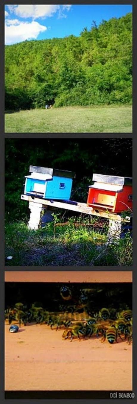 Le api del Moulin de la Chataigne