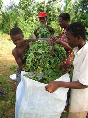 Moringa oleifera raccolta in Africa