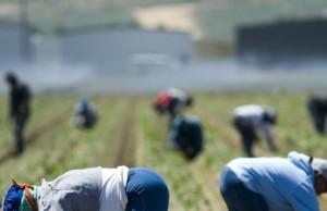 Foggia: caporalato, sfruttamento e sequestro. Due arresti