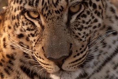 A leopard in a cage