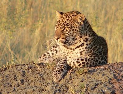 A leopard in a cage