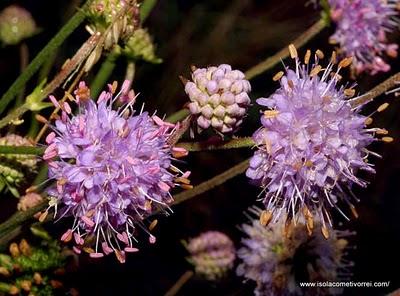 Cephalaria, Knautia, Scabiosa e Succisa ovvero le Vedovelle