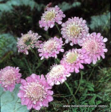 Cephalaria, Knautia, Scabiosa e Succisa ovvero le Vedovelle