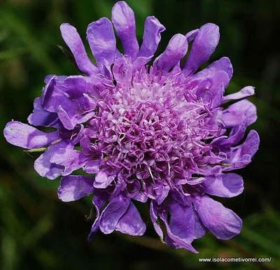 Cephalaria, Knautia, Scabiosa e Succisa ovvero le Vedovelle