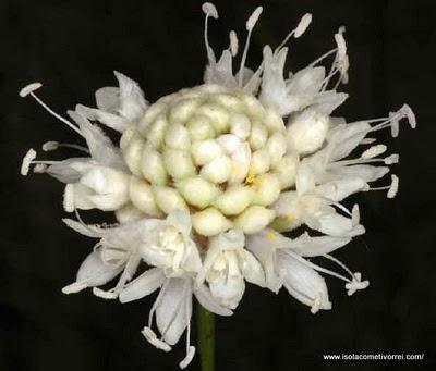 Cephalaria, Knautia, Scabiosa e Succisa ovvero le Vedovelle