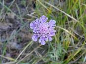 Cephalaria, Knautia, Scabiosa Succisa ovvero Vedovelle