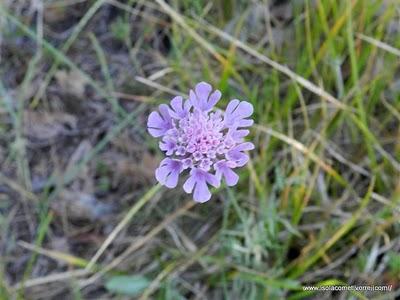 Cephalaria, Knautia, Scabiosa e Succisa ovvero le Vedovelle