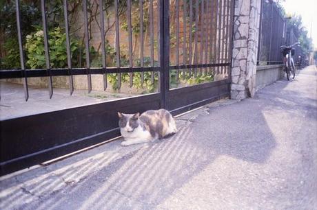 LOMOGRAPHY • Pentax PC-550, lomography negative 100 iso e i GATTI =^.^=