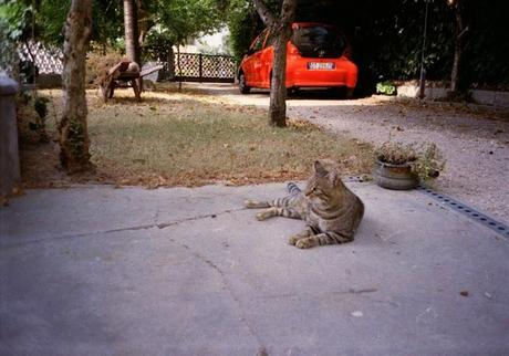 LOMOGRAPHY • Pentax PC-550, lomography negative 100 iso e i GATTI =^.^=