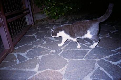 LOMOGRAPHY • Pentax PC-550, lomography negative 100 iso e i GATTI =^.^=