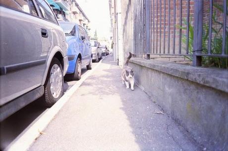 LOMOGRAPHY • Pentax PC-550, lomography negative 100 iso e i GATTI =^.^=