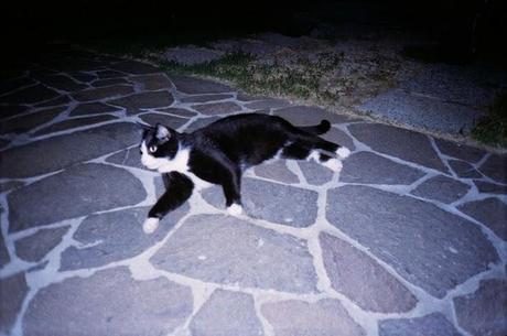 LOMOGRAPHY • Pentax PC-550, lomography negative 100 iso e i GATTI =^.^=