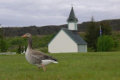 Islanda - Reykjavík e il Golden Circle